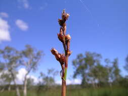 Imagem de Machaerina juncea (R. Br.) T. Koyama