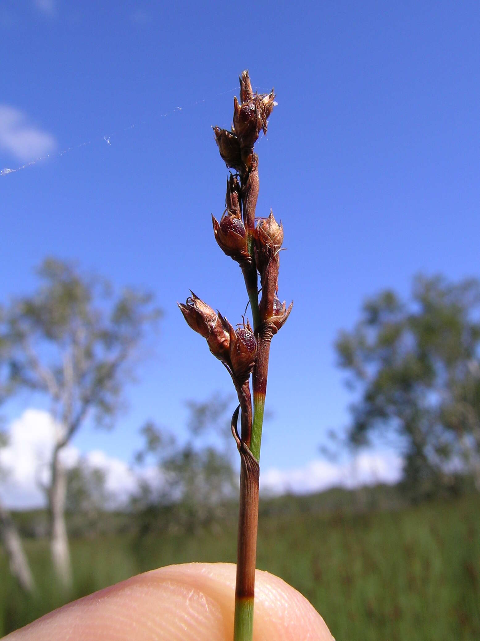 Imagem de Machaerina juncea (R. Br.) T. Koyama