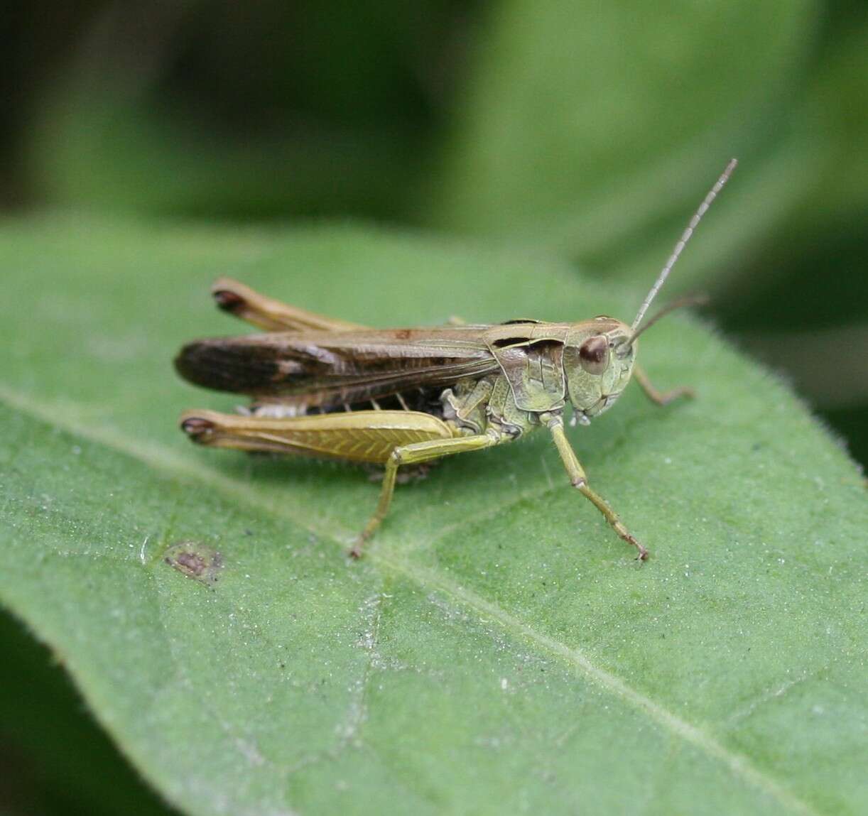 Image of Common green grasshopper