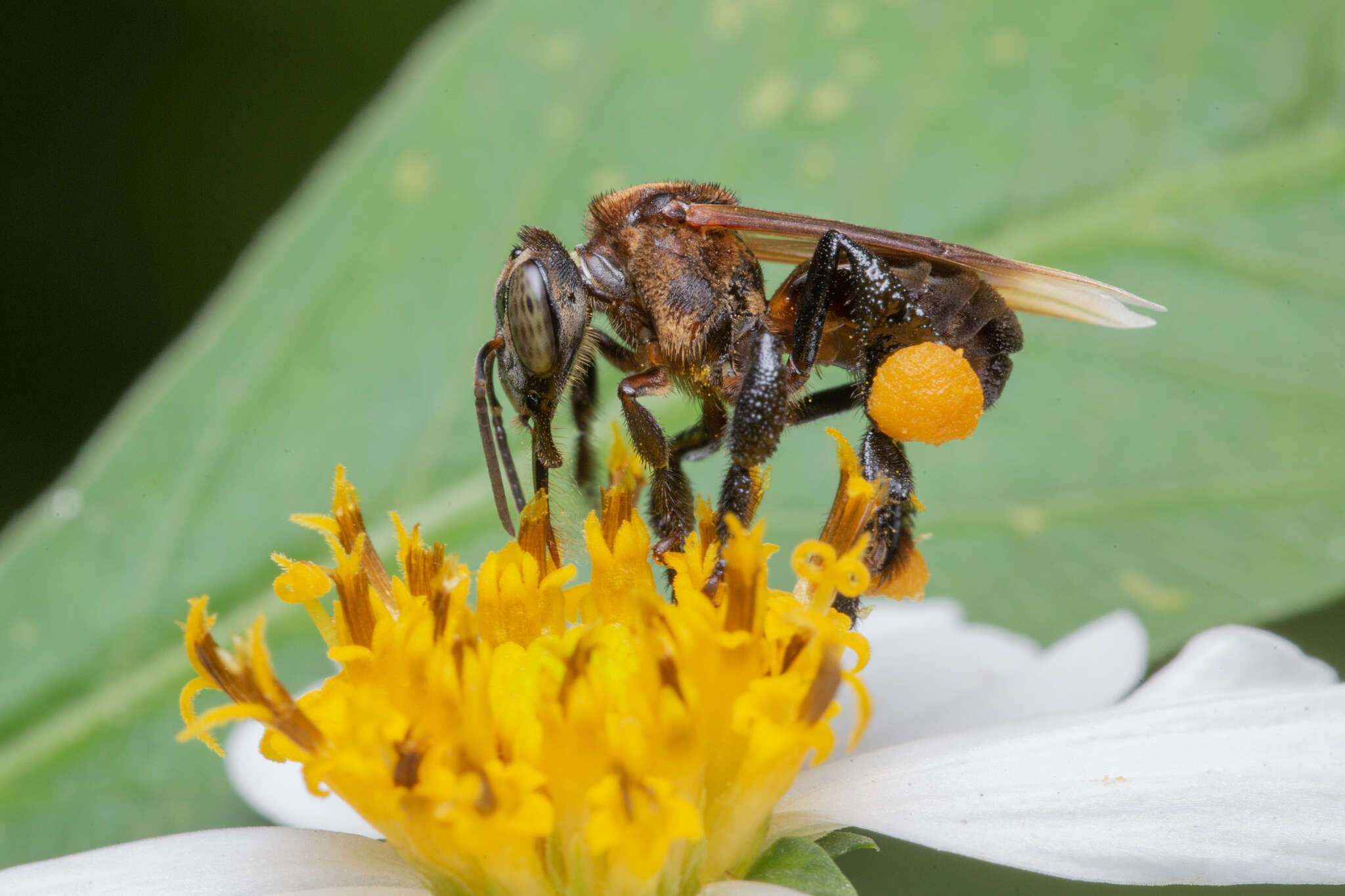 Слика од Geniotrigona thoracica (Smith 1857)