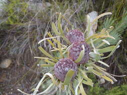 Image of Linear-leaf Conebush