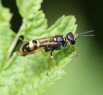 Image of Mellinus arvensis (Linnaeus 1758)