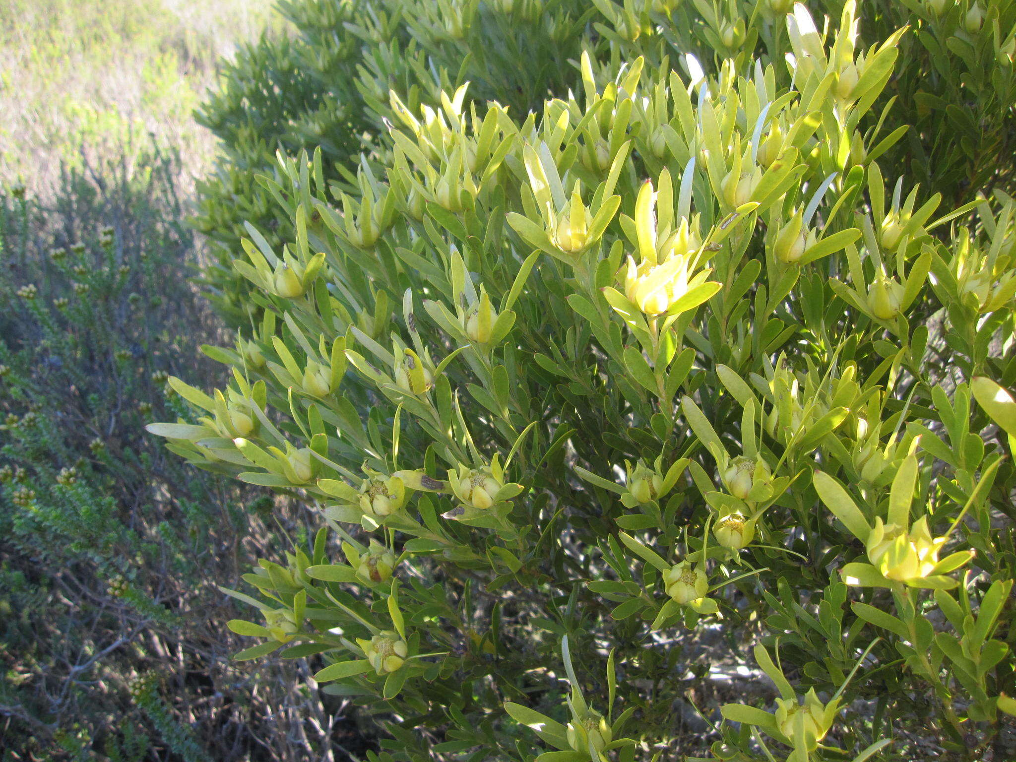 Image of Leucadendron meridianum Salter ex I. Williams