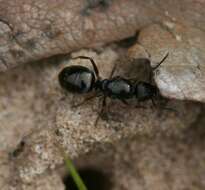 Слика од Formica fusca Linnaeus 1758