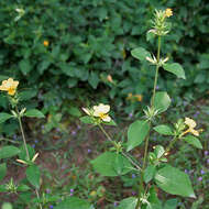 Plancia ëd Barleria prionitis L.