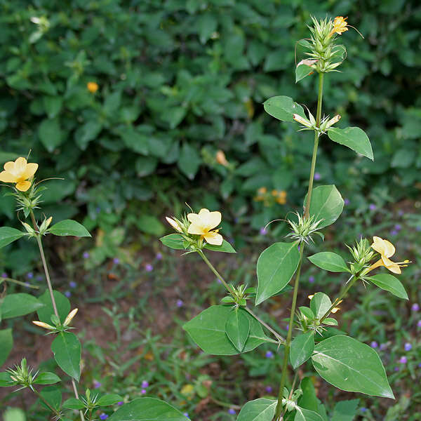 Plancia ëd Barleria prionitis L.