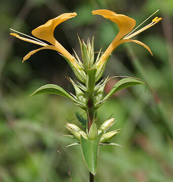 Plancia ëd Barleria prionitis L.