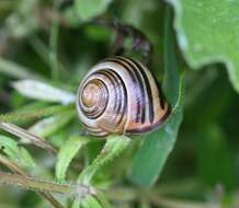 Image of Brown Lipped Snail