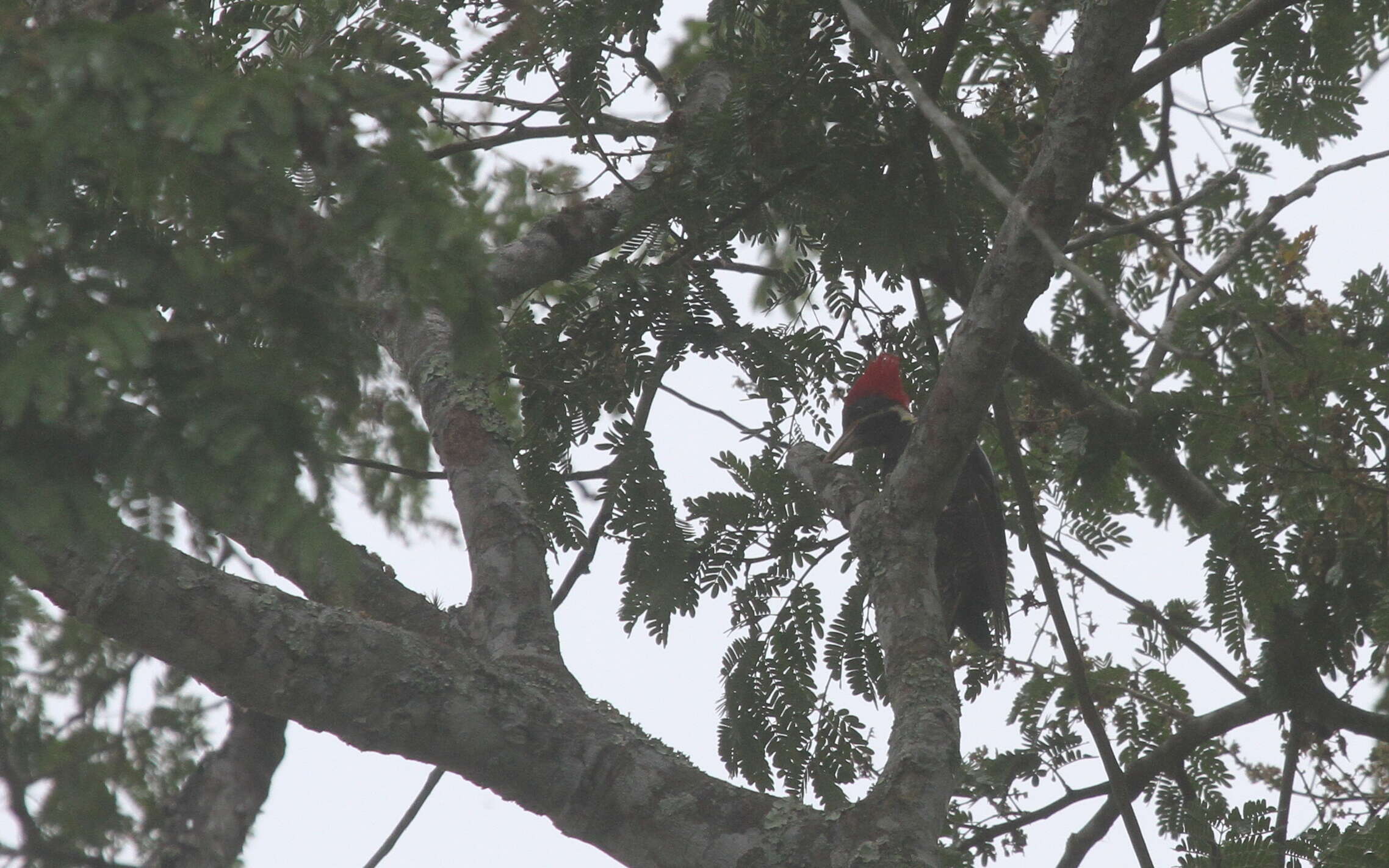 Image of Lineated Woodpecker