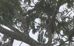 Image of Lineated Woodpecker