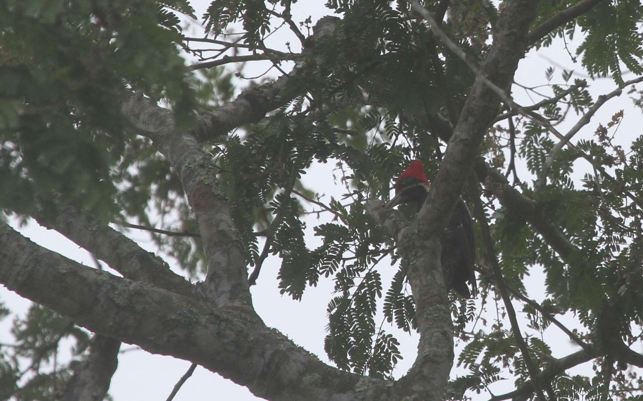 Image of Lineated Woodpecker