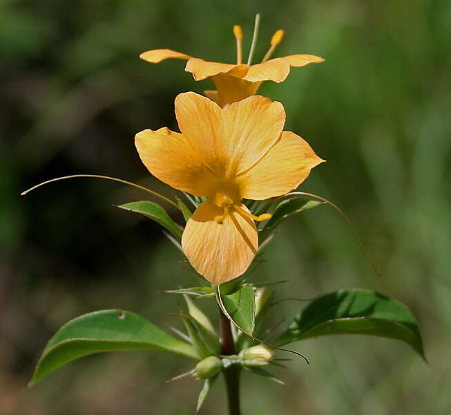 Plancia ëd Barleria prionitis L.