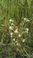 Image de Habenaria nyikana Rchb. fil.