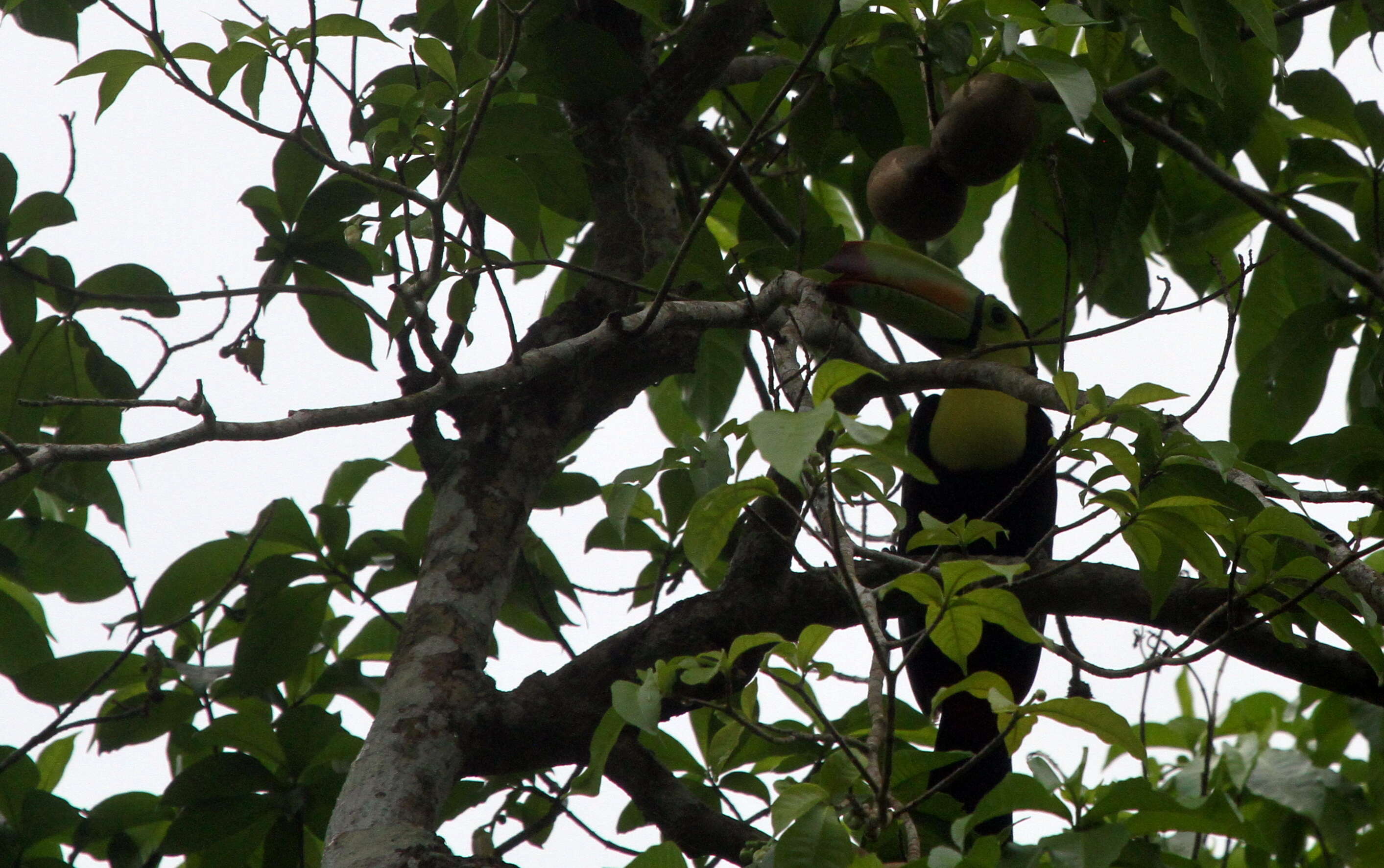 Image of Keel-billed Toucan