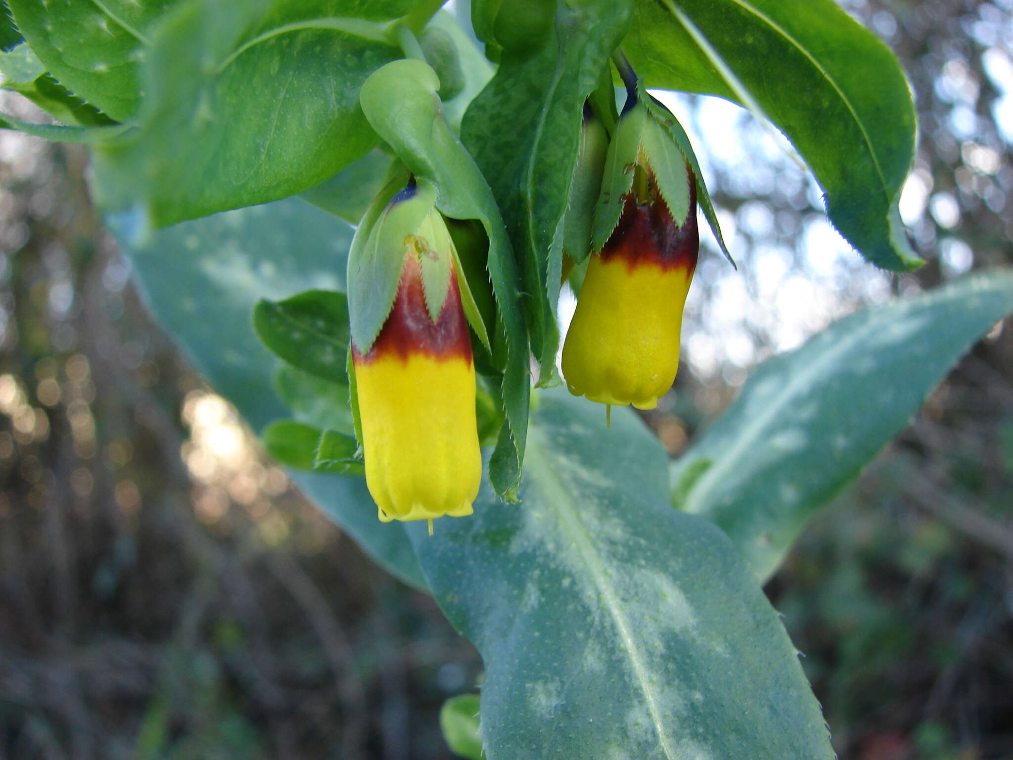 Cerinthe major L. resmi