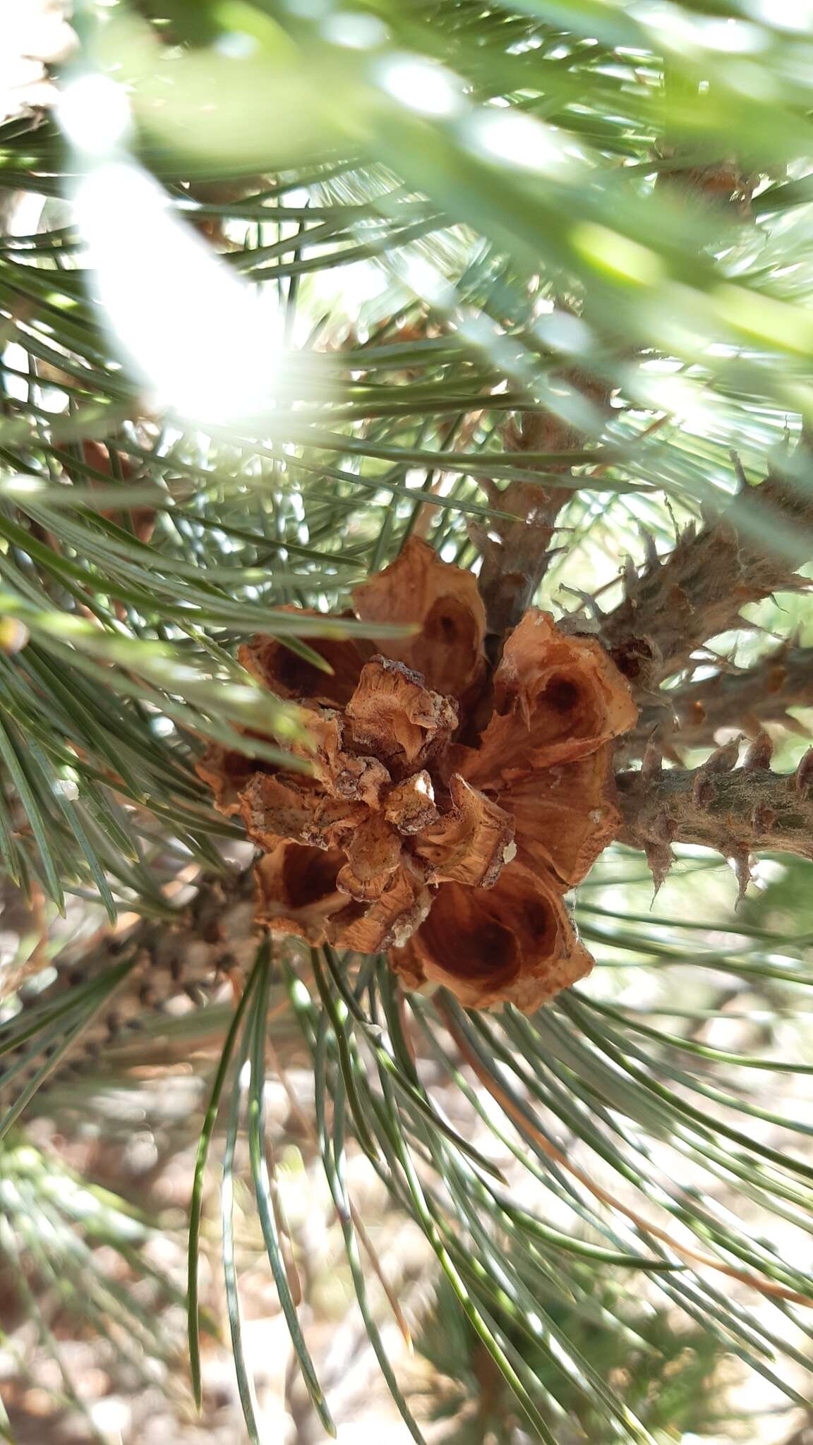 Image of Potosi Pinyon Pine