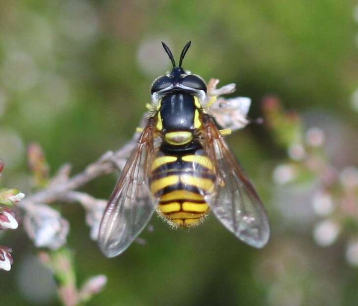 Plancia ëd Chrysotoxum arcuatum (Linnaeus 1758)