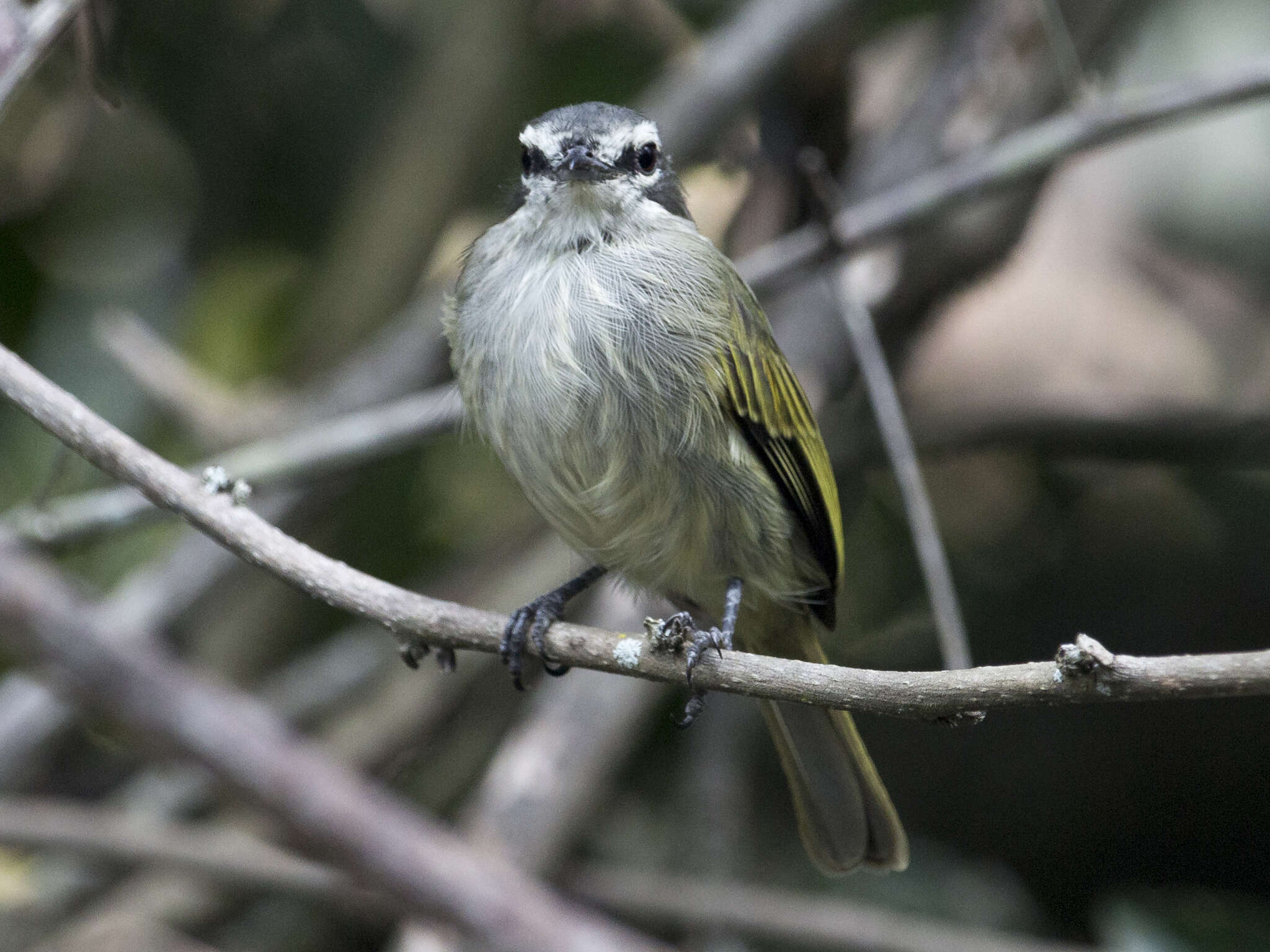 Image of Venezuelan Tyrannulet