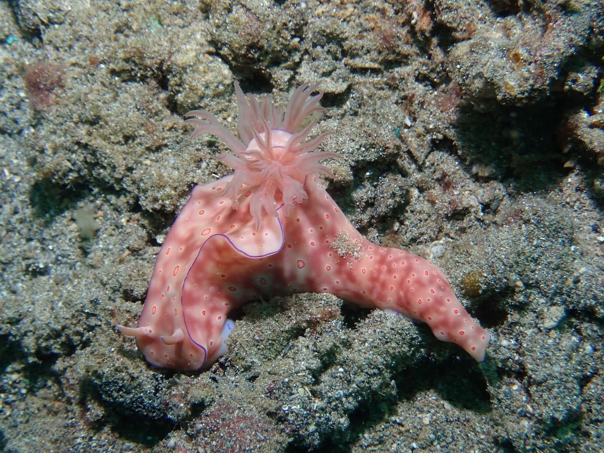 Image of Ceratosoma trilobatum (J. E. Gray 1827)