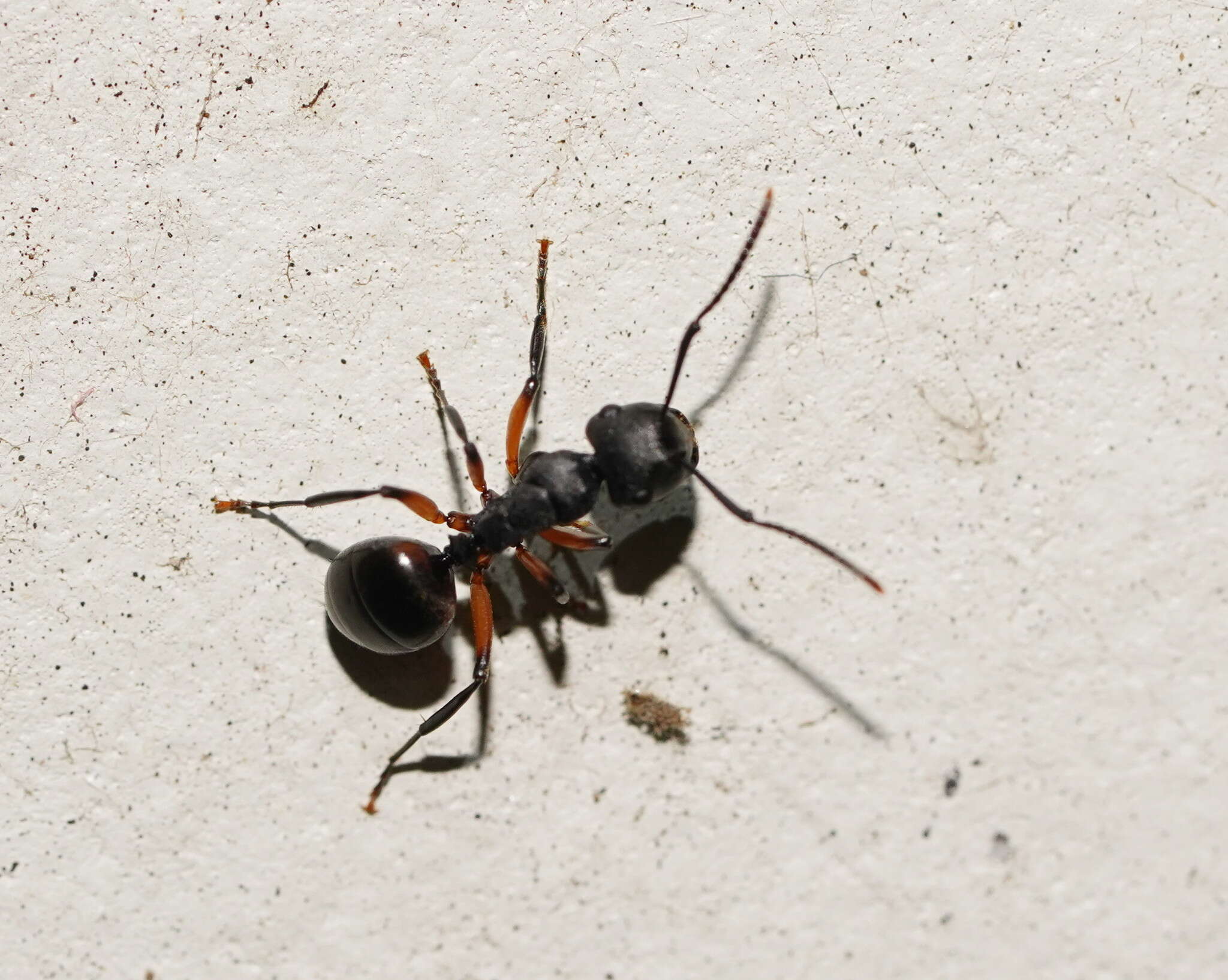 Image de Polyrhachis femorata Smith 1858