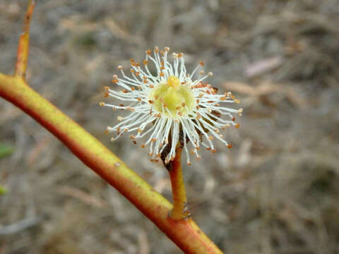 Image of Eucalyptus viminalis subsp. viminalis