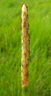 Image of Chinese water chestnut