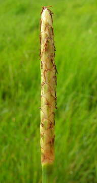 Image of Chinese water chestnut