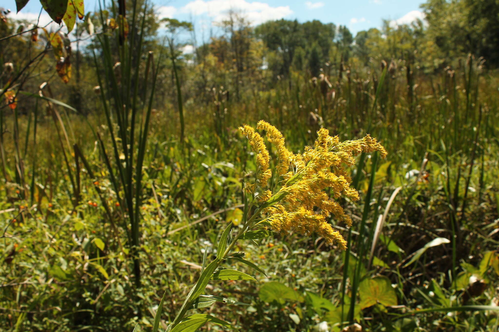 Image of Canada goldenrod