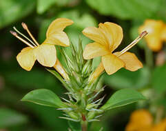 Plancia ëd Barleria prionitis L.