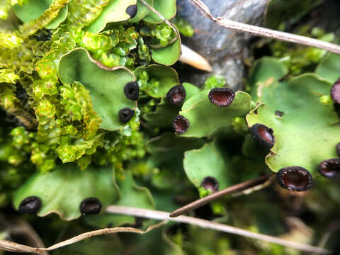 Image of Fan lichen;   Felt lichen