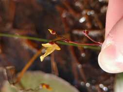 Imagem de Utricularia bremii Heer