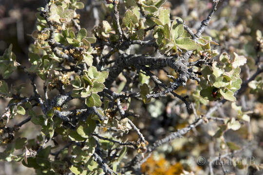 Imagem de Quercus intricata Trel.