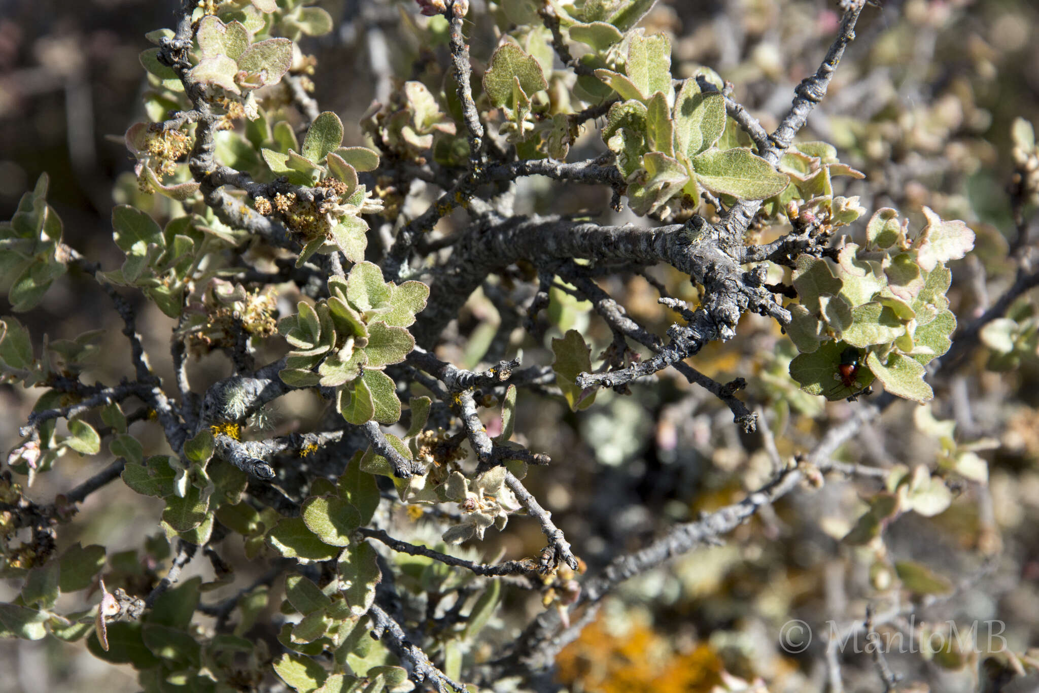 Imagem de Quercus intricata Trel.