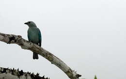 Image of Blue-gray Tanager