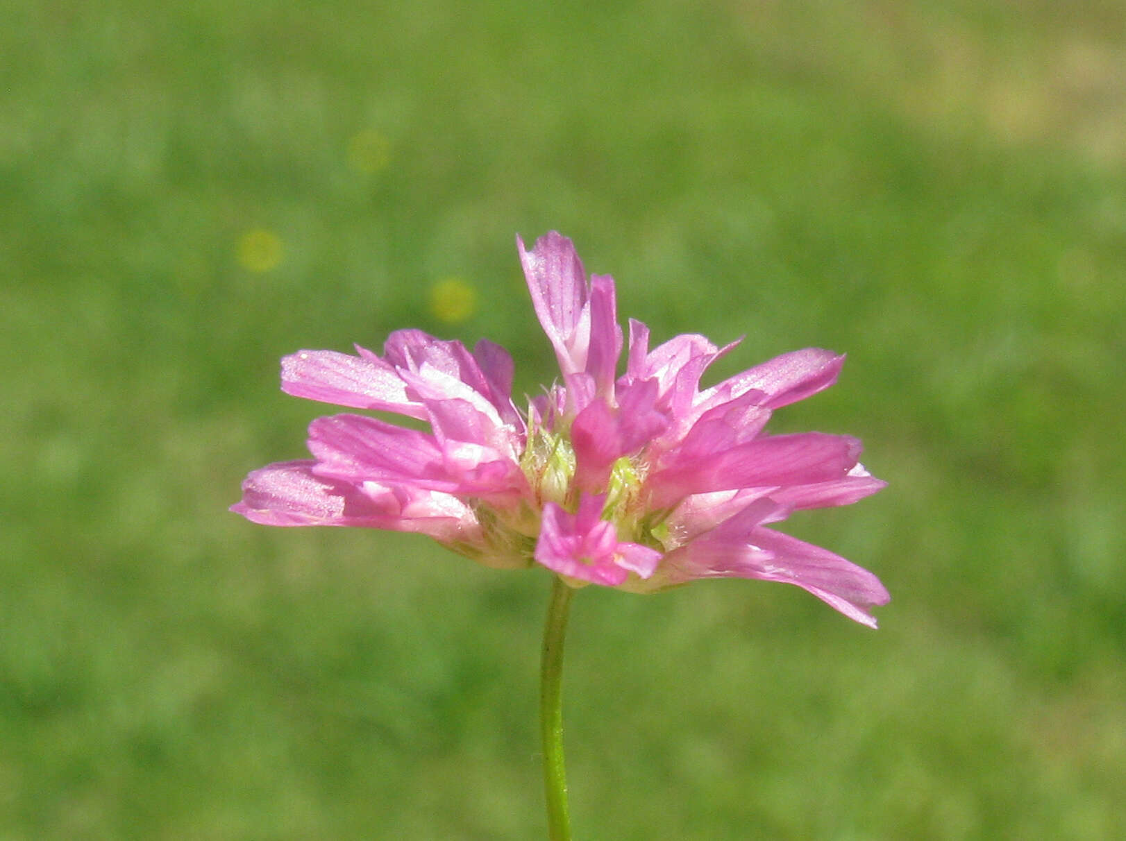 Image of reversed clover