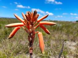 Plancia ëd Aloe micracantha Haw.