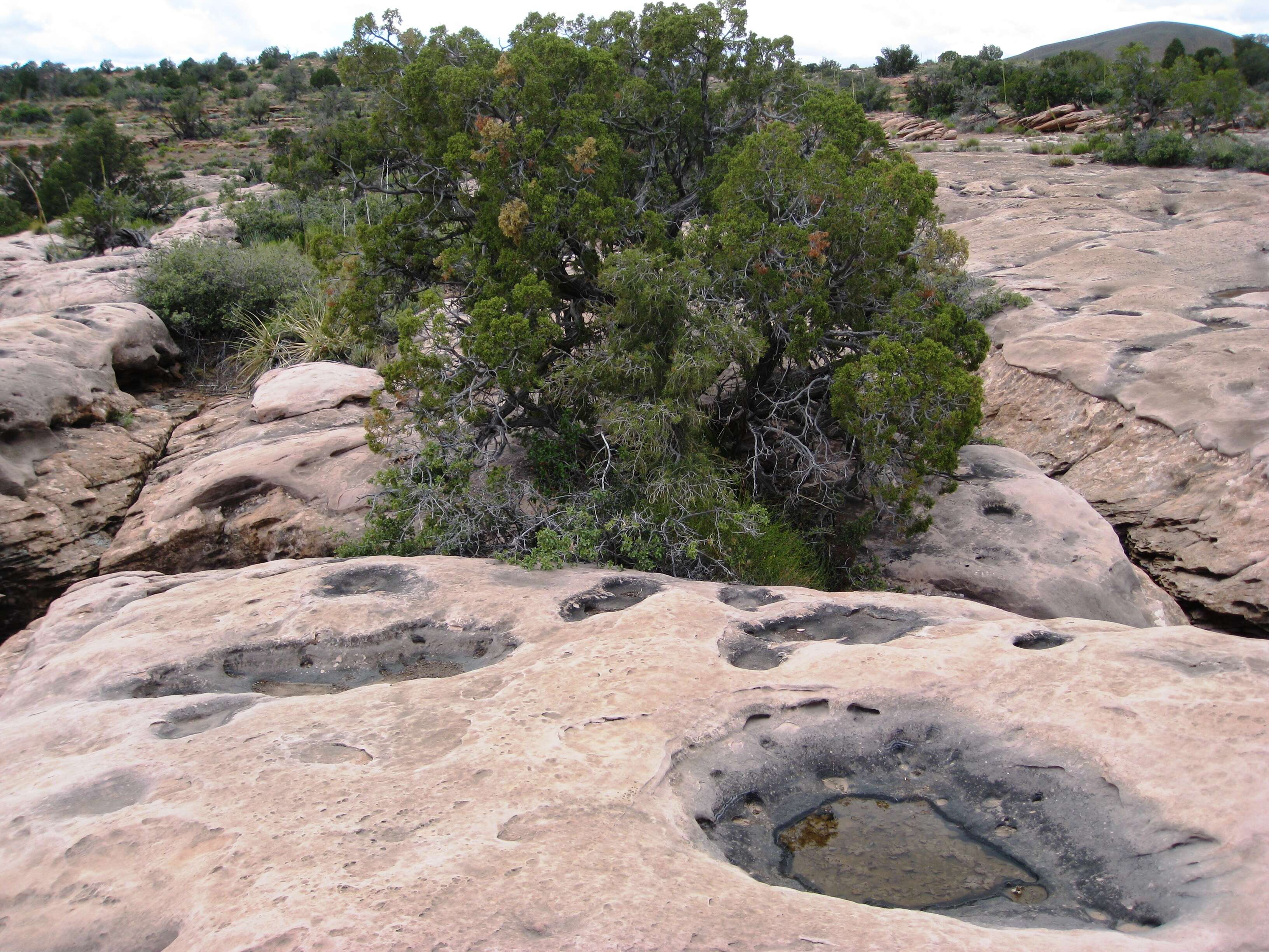 Image of Bigberry Juniper