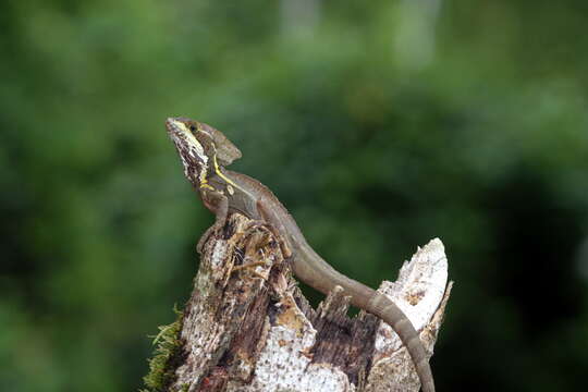 Image of Common Basilisk