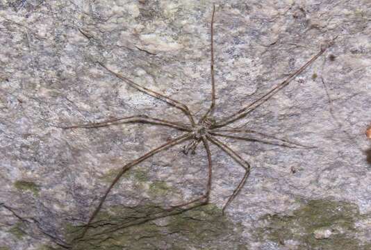 Image of Hypochilus coylei Platnick 1987