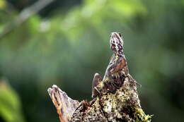 Image of Common Basilisk