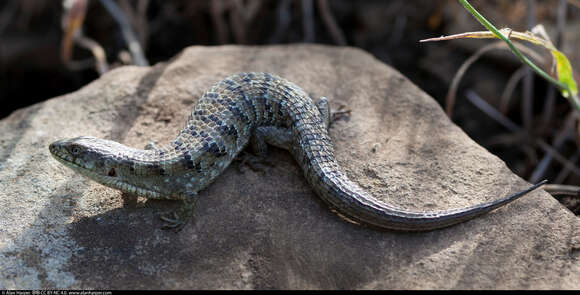 Image of Elgaria multicarinata nana (Fitch 1934)