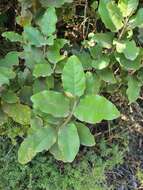 Image de Olearia albida Hook. fil.