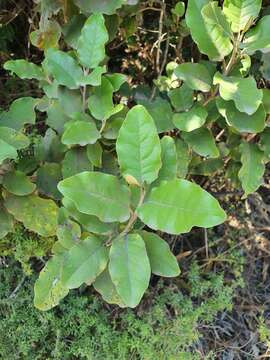 Image de Olearia albida Hook. fil.