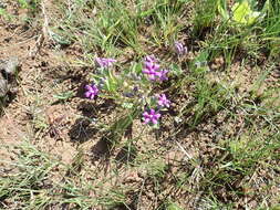 Image of Raphionacme hirsuta (E. Mey.)