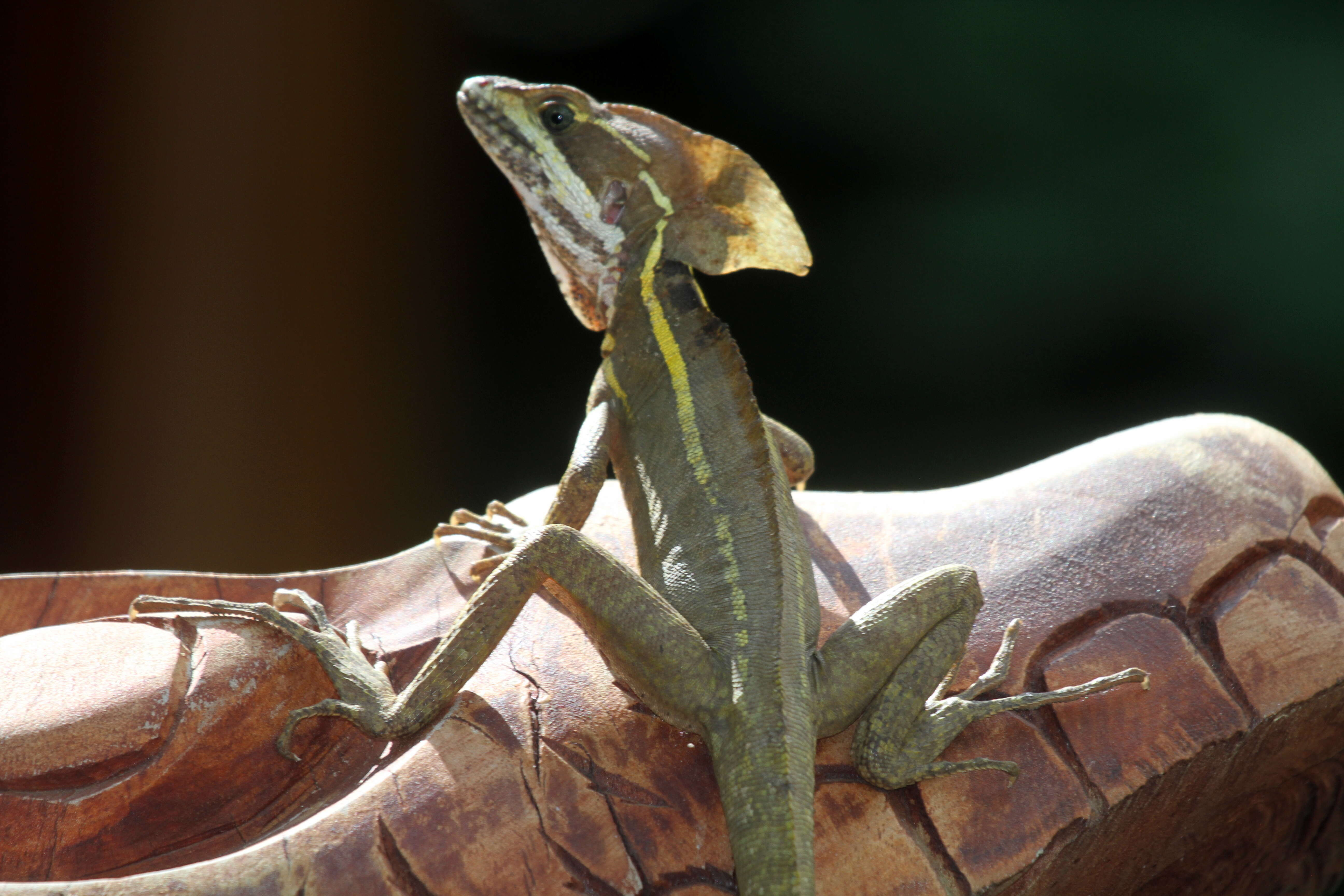 Image of Common Basilisk