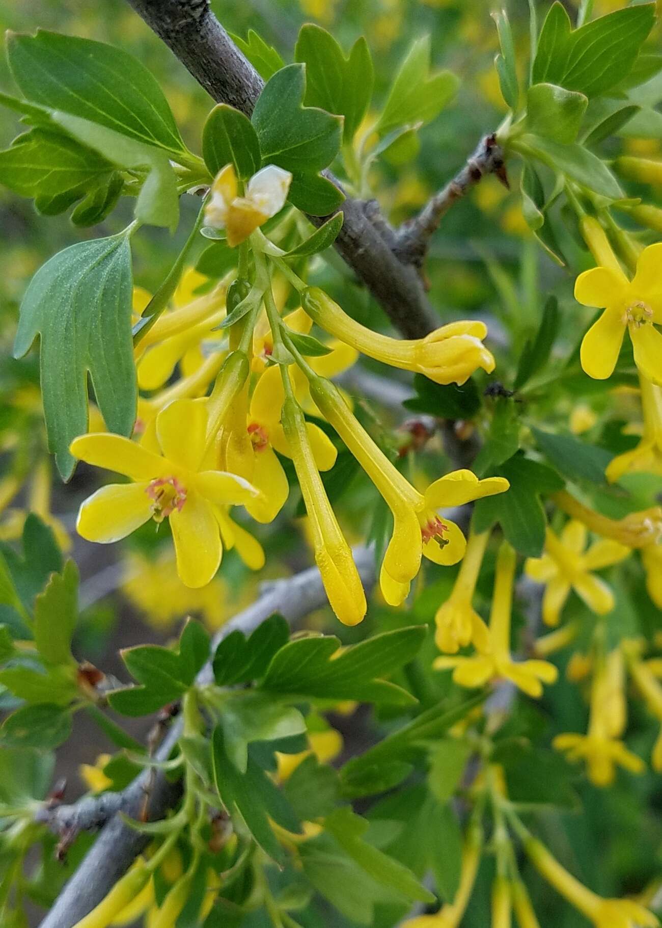 Image of golden currant