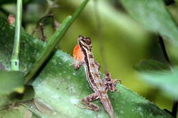 Image of Bahaman brown anole