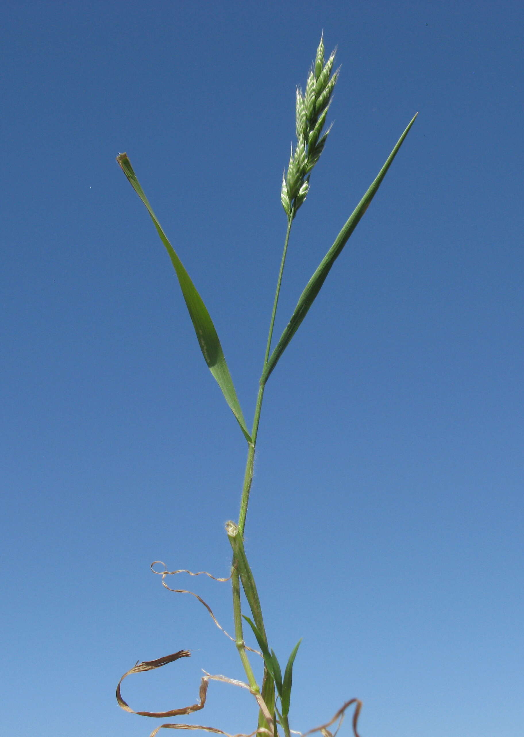 Слика од Bromus hordeaceus L.