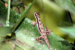 Image of Bahaman brown anole