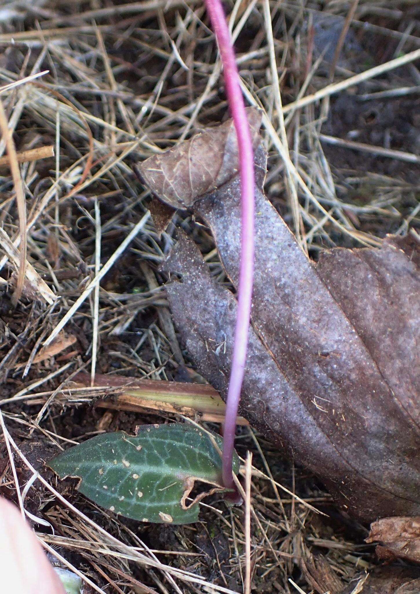 Image de Disperis woodii Bolus